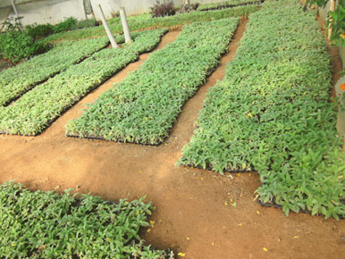 Biodiversity & Tissue Culture Lab